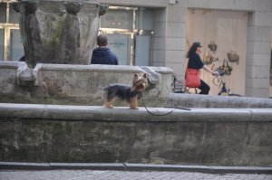 Kimi Brunnen - Yorkshire Terrier Blog