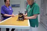 Yorkie Welpe beim Tierarzt