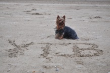 Yorkshire Terrier Hundeblog am Hundestrand Parnassia Bloemendaal Holland