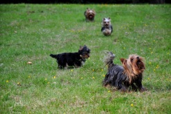Yorkshire Terrier Blog - Hundumblick auf Hundeblog Isarhunde