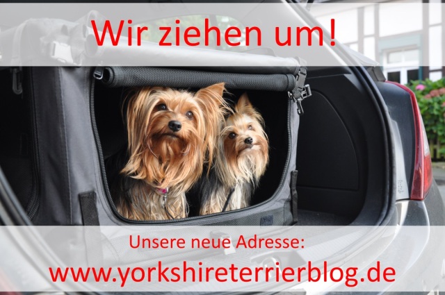 Yorkshire Terrier Blog zieht um 2